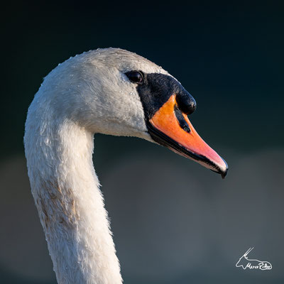Höckerschwan im Portrait, Veröffentlicht am 24.11.2023