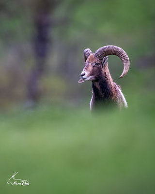Muffelwidder - Non-Wildlife, Veröffentlicht am 05.07.2024