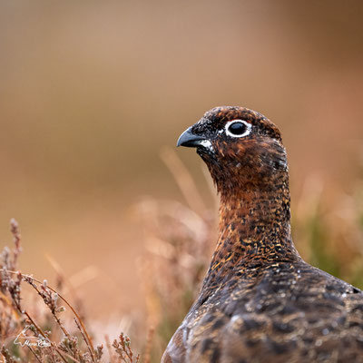 Schottisches Moorschneehuhn im Portrait, Veröffentlicht am 14.12.2025