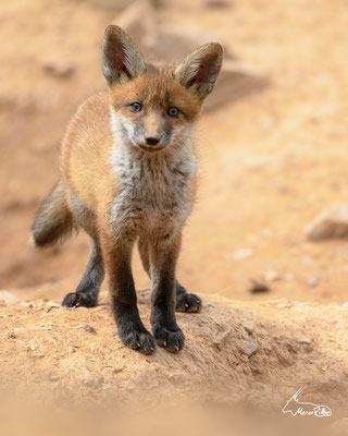 Jungfuchs, Veröffentlicht am 01.05.2024