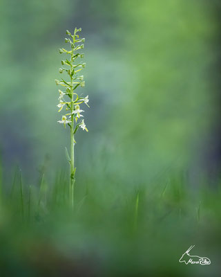 Waldhyazinthe, Veröffentlicht am 19.05.2023