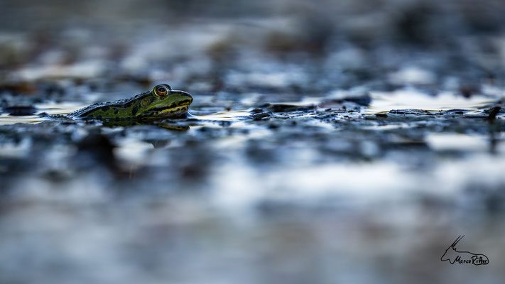 Teichfrosch, Veröffentlicht am 05.10.2023