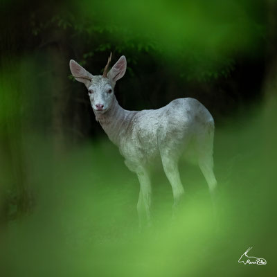 Abnormer Albino-Bock, Veröffentlicht am 31.05.2025
