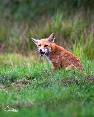 Rotfuchs, Veröffentlicht am 10.10.2023