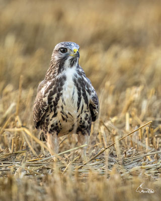 Mäusebussard, Veröffentlicht am 17.08.2025