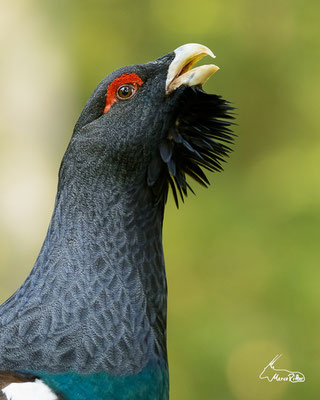 Balzender Auerhahn, Veröffentlicht am 03.05.2023