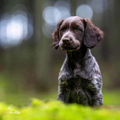 Wachtelhundwelpe Ellie, Veröffentlicht am 01.02.2024