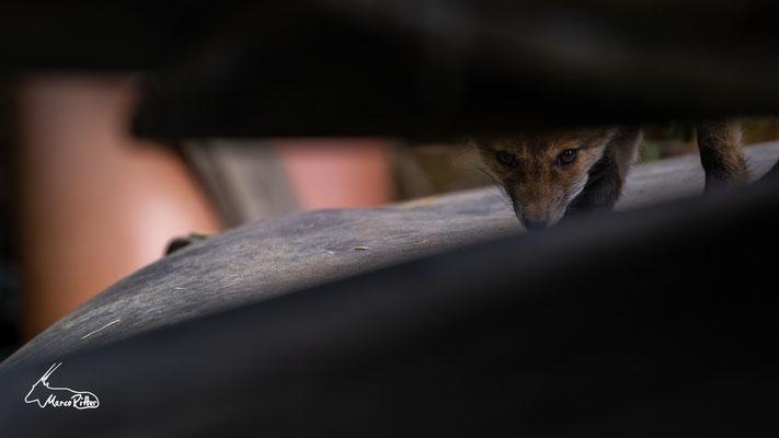 Jungfuchs im urbanen Umfeld, Veröffentlicht am 04.07.2023