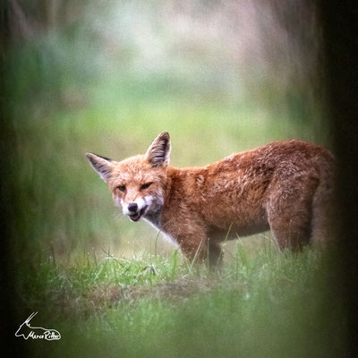 Rotfuchs, Veröffentlicht am 15.11.2024