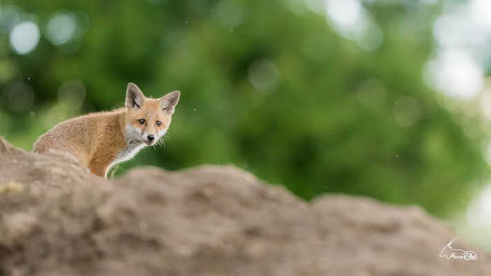 Jungfuchs, Veröffentlicht am 27.04.2025