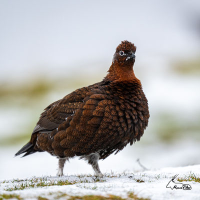 Schottisches Moorschneehuhn, Veröffentlicht am 02.02.2025
