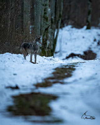 Wolf im Winterwald, Veröffentlicht am 31.01.2024