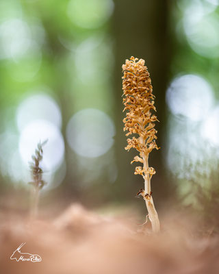 Vogel-Nestwurz, Veröffentlicht am 24.05.2024