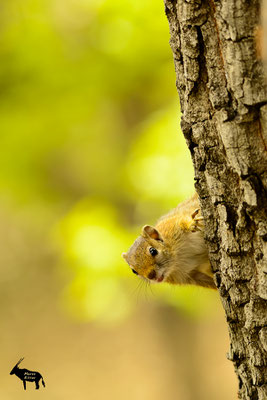 Baumhörnchen