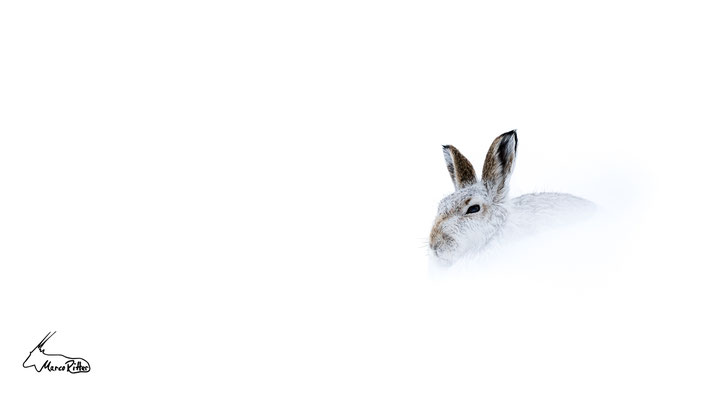 Schneehase, Veröffentlicht am 09.02.2025