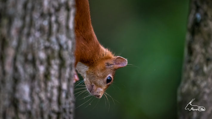 Eichhörnchen, Veröffentlicht am 13.06.2023