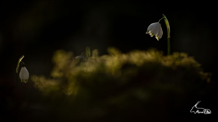 Märzenbecher im Abendlicht, Veröffentlicht am 12.03.2023
