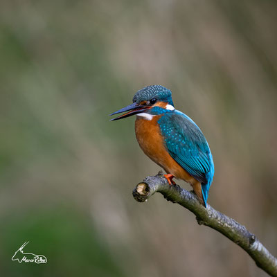 Männlicher Eisvogel, Veröffentlicht am 24.04.2023