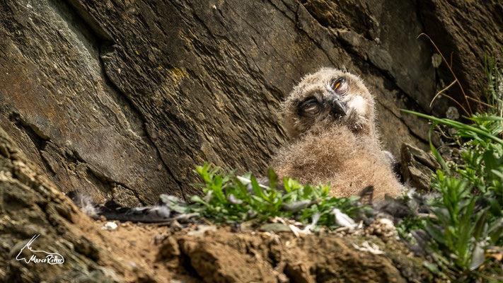 Neugieriger Uhu-Nestling, Veröffentlicht am 10.04.2023