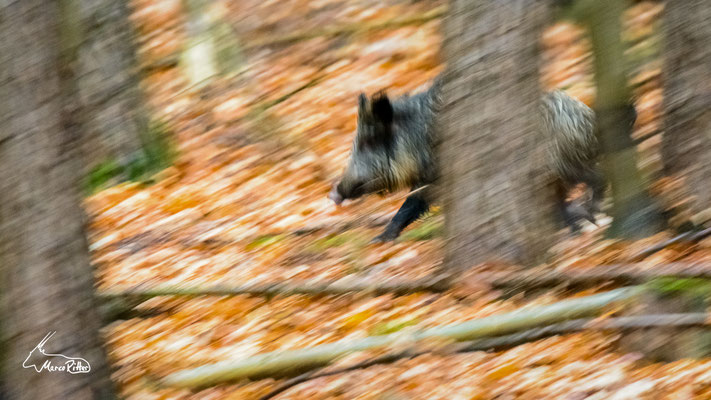 Überläufer, Veröffentlicht am 28.10.2023