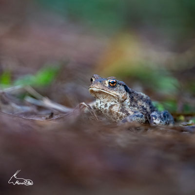 Grasfrosch, Veröffentlicht am 13.09.2024