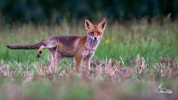 Rotfuchs, Veröffentlicht am 31.07.2025