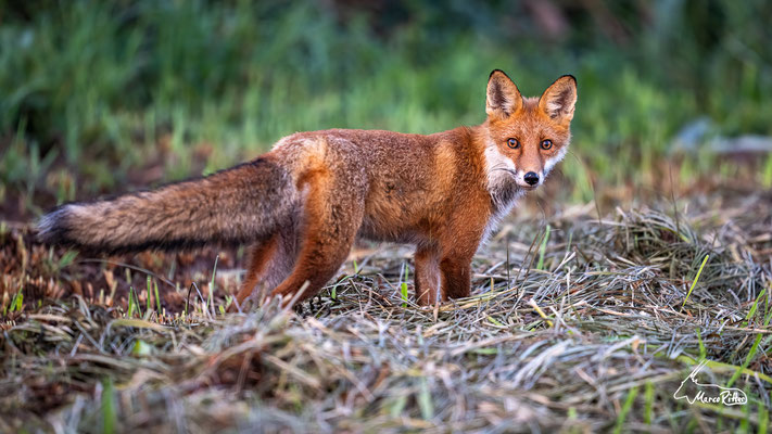 Rotfuchs, Veröffentlicht am 25.09.2024