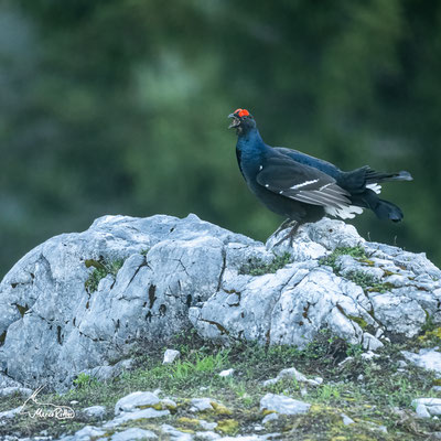 Birkhahn, Veröffentlicht am 17.05.2023