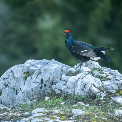 Birkhahn, Veröffentlicht am 17.05.2023