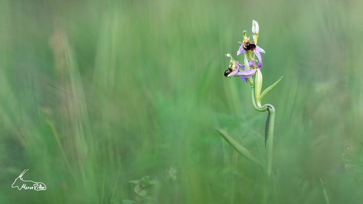 Bienen-Ragwurz, Veröffentlicht am 16.06.2024