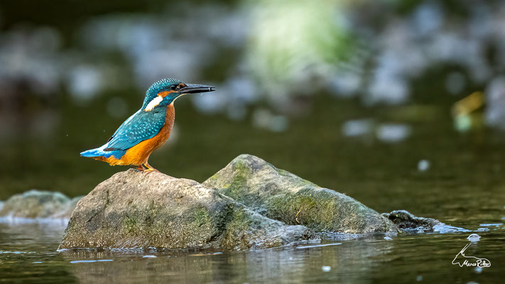 Eisvogel, Veröffentlicht am 26.10.2025