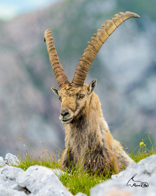 Steinbock, Veröffentlicht am 21.07.2023