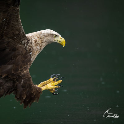Seeadler, Veröffentlicht am 13.08.2023