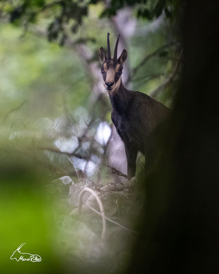 Waldgams, Veröffentlicht am 19.07.2024