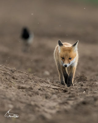 Neugieriger Jungfuchs, Veröffentlicht am 26.04.2023