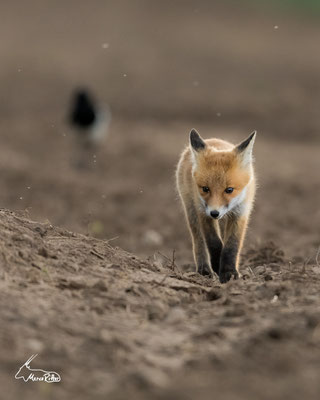 Neugieriger Jungfuchs, Veröffentlicht am 26.04.2023