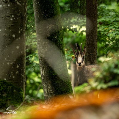 Waldgams, Veröffentlicht am 01.10.2025