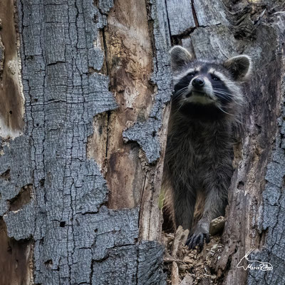 Waschbär, Veröffentlicht am 12.06.2024