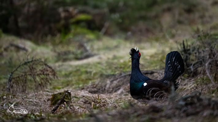Balzender Auerhahn, Veröffentlicht am 24.04.2024