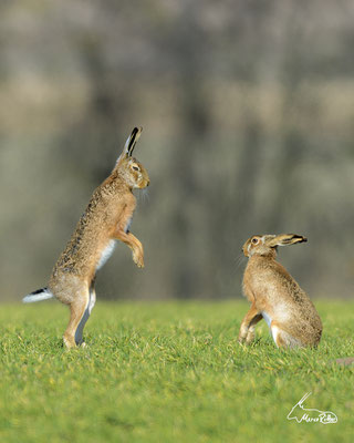 Der Klassiker zu Ostern ..., Veröffentlicht am 07.04.2023