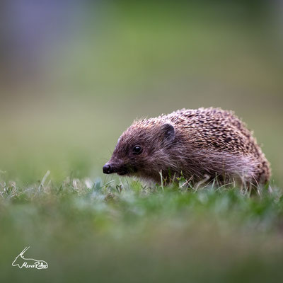 Igel, Veröffentlicht 08.10.2023