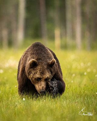 Braunbär in den Weiten Finnlands, Veröffentlicht am 02.07.2023