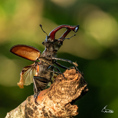 Hirschkäfer oder "ready for take-off", Veröffentlicht am 22.06.2025