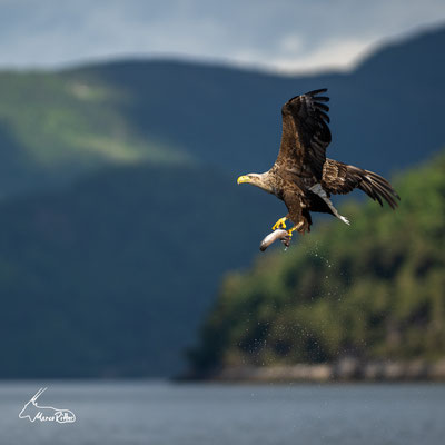 Seeadler, Veröffentlicht am 20.08.2023