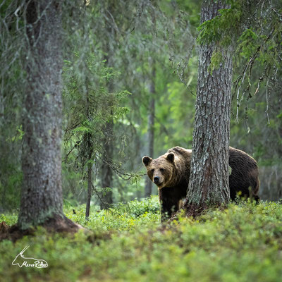 Braunbär, Veröffentlicht am 04.08.2023