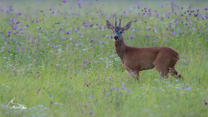 Rehbock in Blumenwiese, Veröffentlicht am 16.07.2023