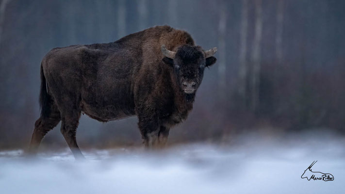 Wisent, Veröffentlicht am 03.02.2024