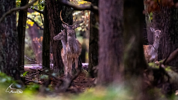 Damwild, Veröffentlicht am 23.10.2024