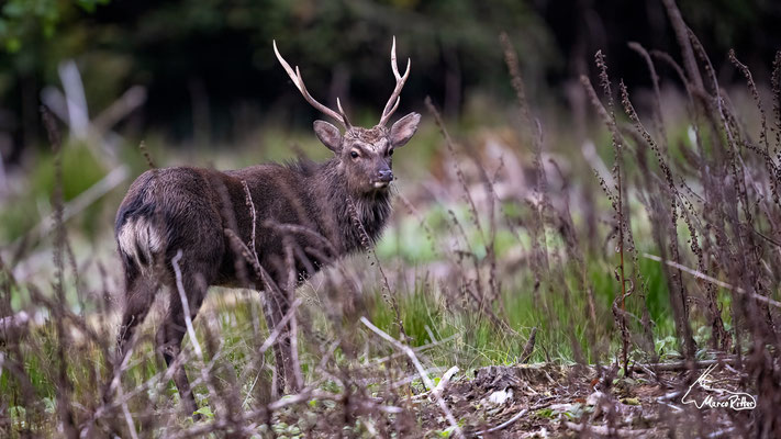 Sikahirsch, Veröffentlicht am 30.10.2024