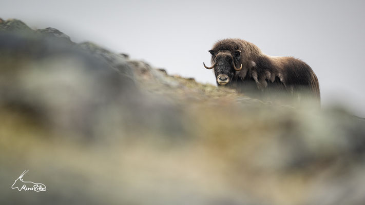 Moschusochse im Dovrefjell-Nationalpark, Veröffentlicht am 17.04.2023